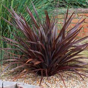 Phormium tenax Atropurpureum, Vörös levelű Új-Zélandi len