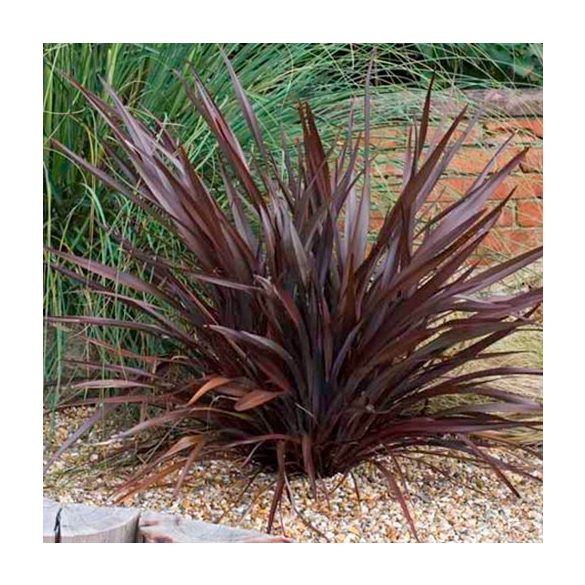 Phormium tenax Atropurpureum, Vörös levelű Új-Zélandi len