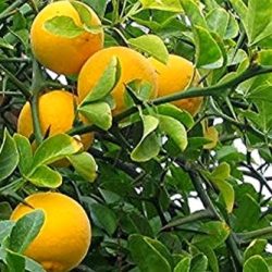 Télálló vadcitrom, Citrus trifoliata növény