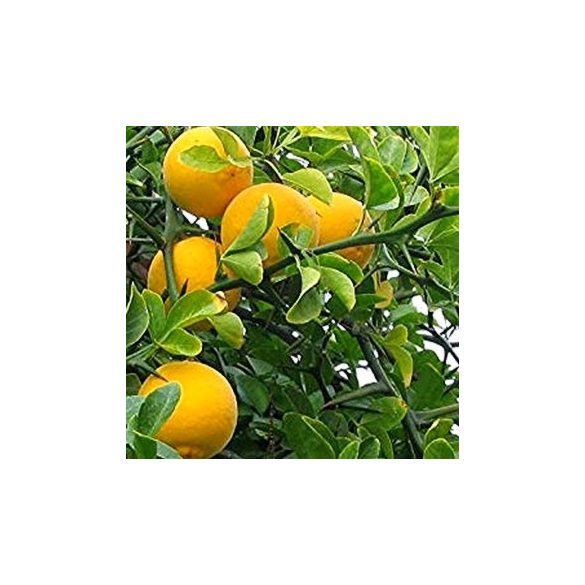 Télálló vadcitrom, Citrus trifoliata növény