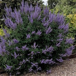 Vitex agnus-castus 'Latifolia' 