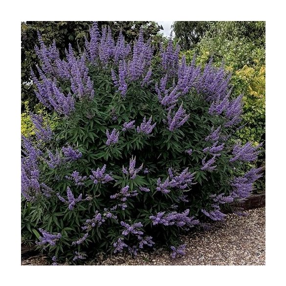 Vitex agnus-castus 'Latifolia' 