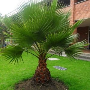 Washingtonia filifera 