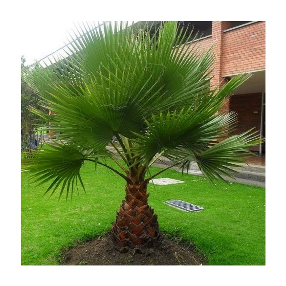 Washingtonia filifera 