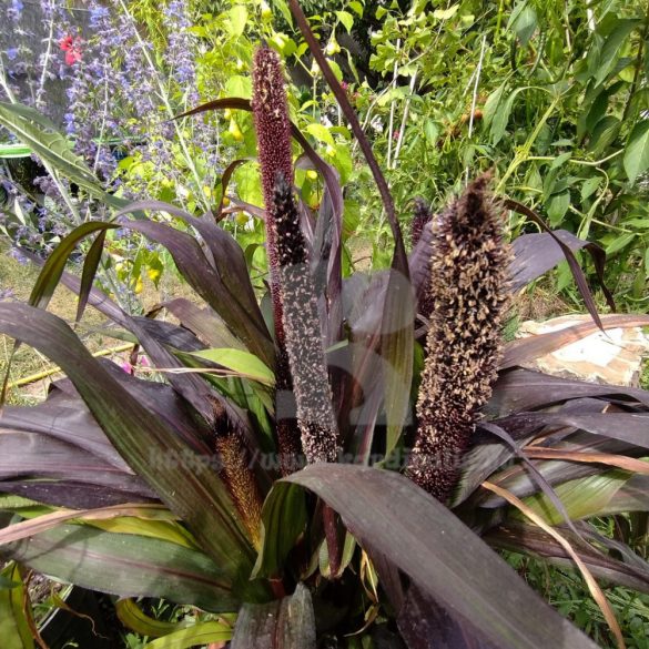 Pennisetum glaucum - Indiai Köles 20 mag