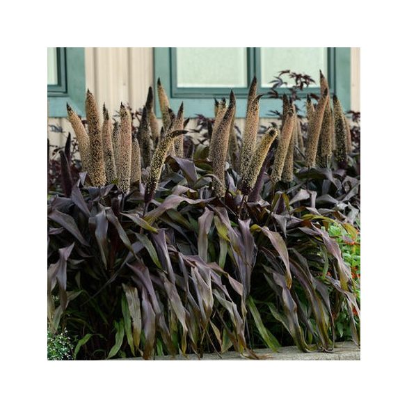 Pennisetum glaucum - Indiai Köles 20 mag