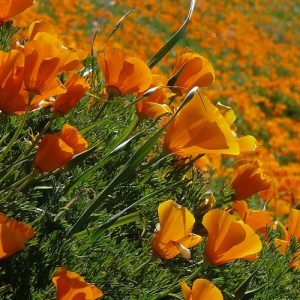 Eschscholzia californica 20 mag