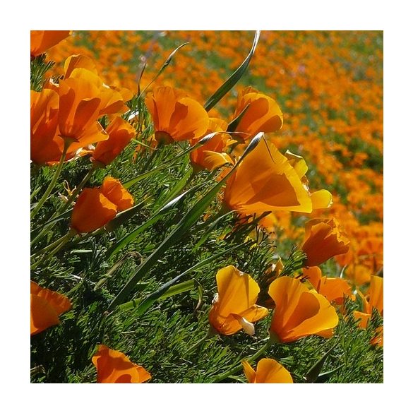 Eschscholzia californica 20 mag