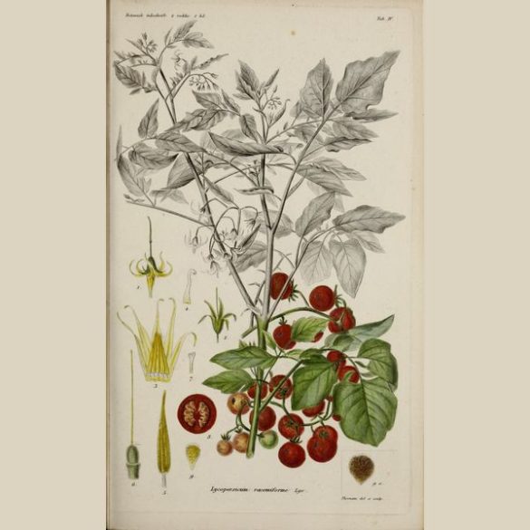 Solanum pimpinellifolium Compacta paradicsom 5 mag