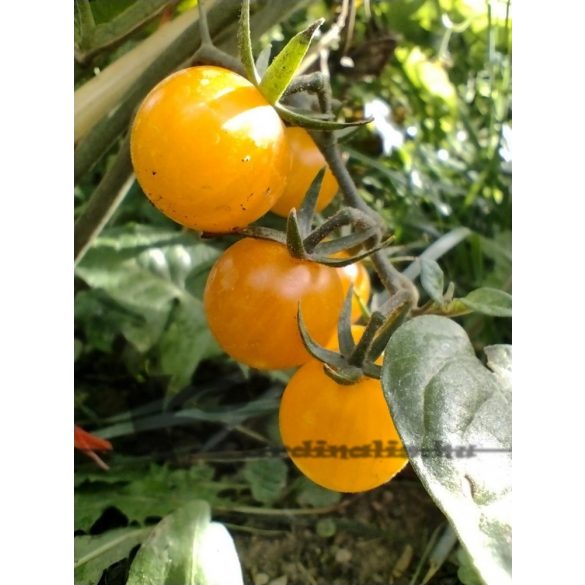 Cerise Orange paradicsom 10 mag