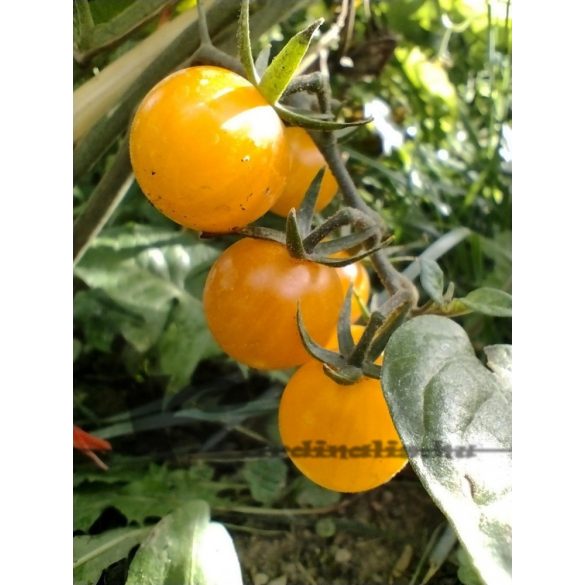 Cerise Orange paradicsom 10 mag