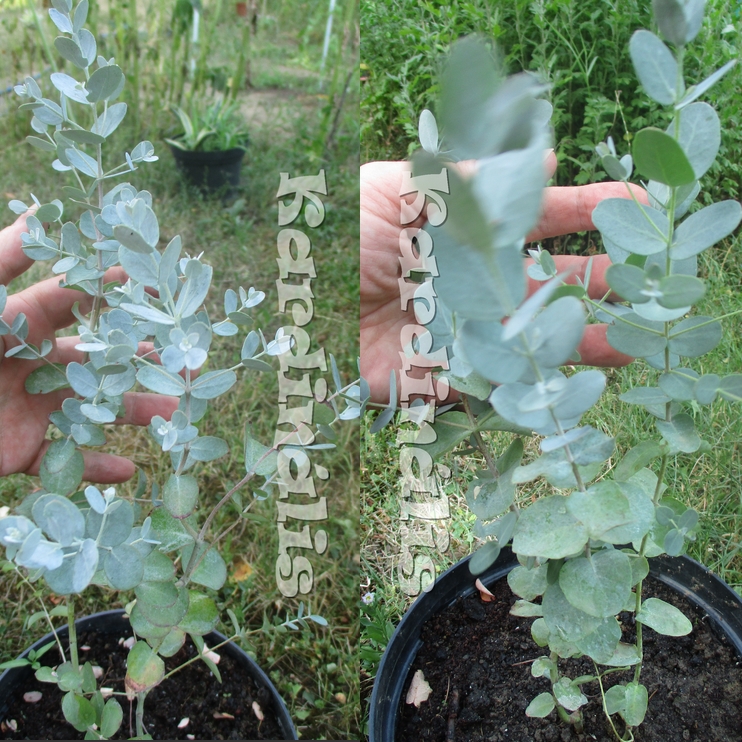 eucalypthus gunni eladó