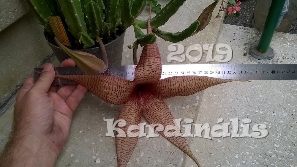 stapelia gigantea eladó