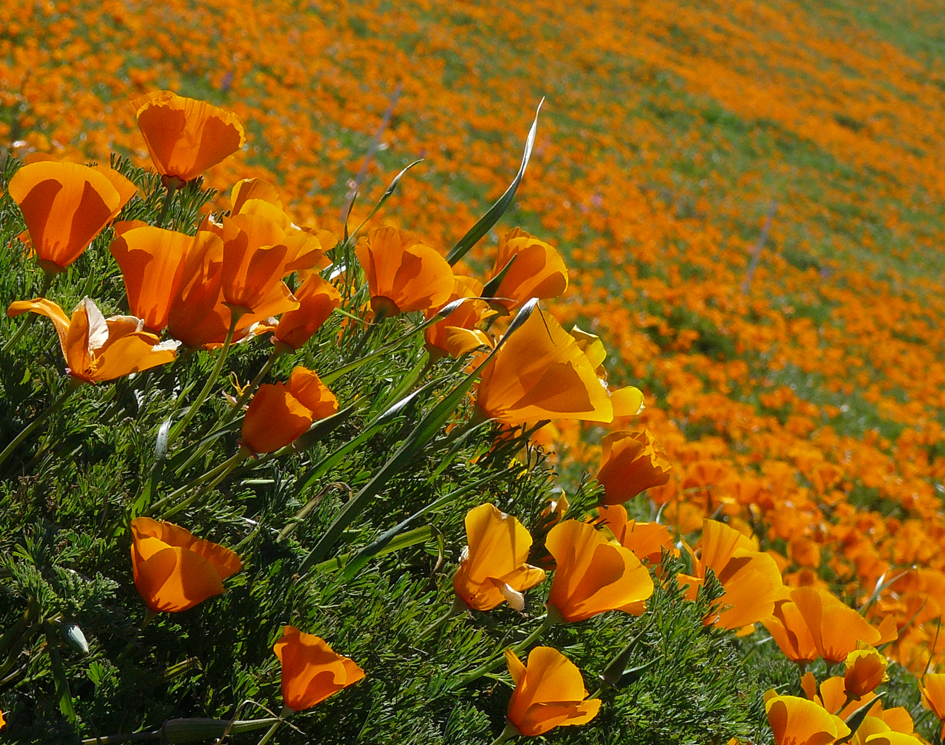 Eschscholzia californica eladó