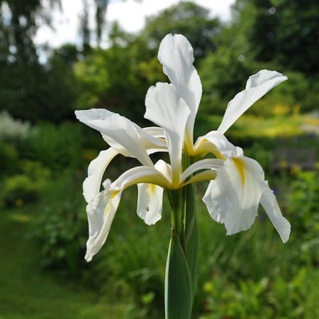 Iris orientalis syn I gigantea