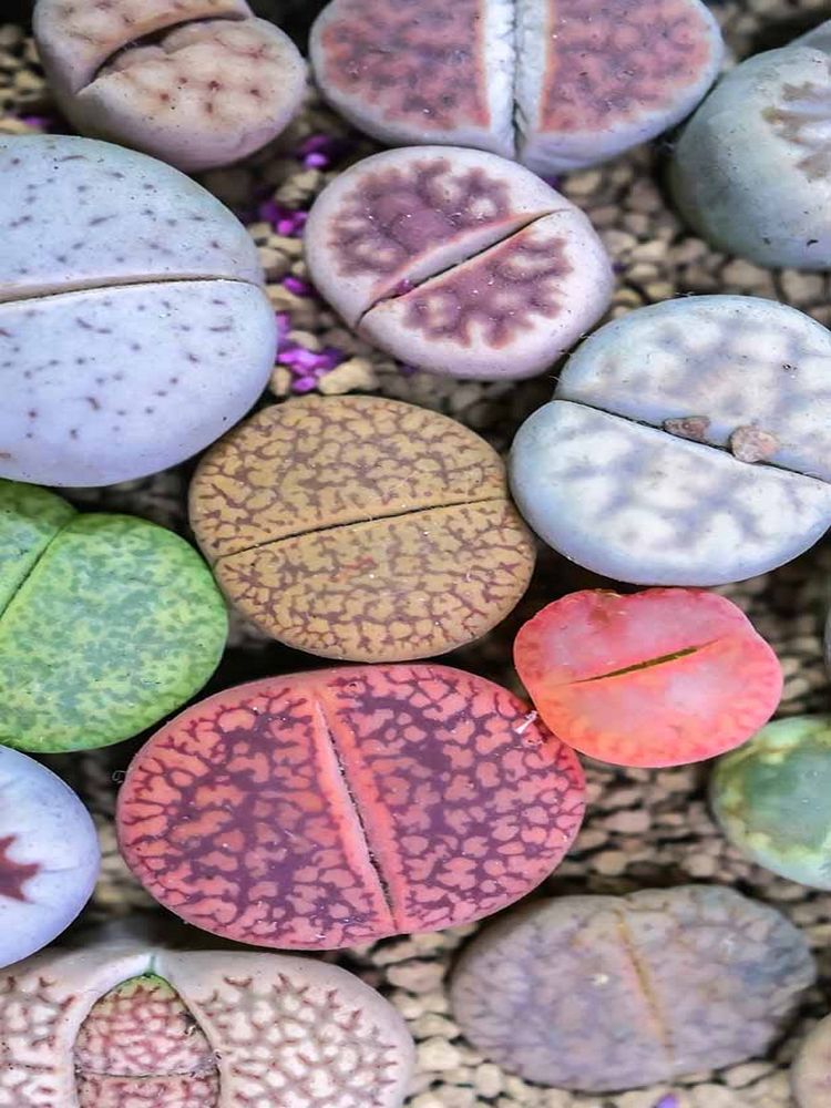lithops magvetés, kaktusz magvetés