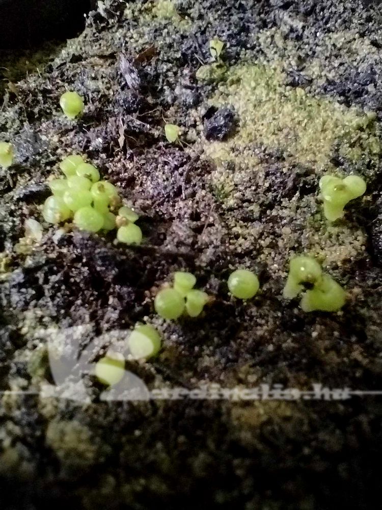 lithops magvetés, kaktusz magvetés