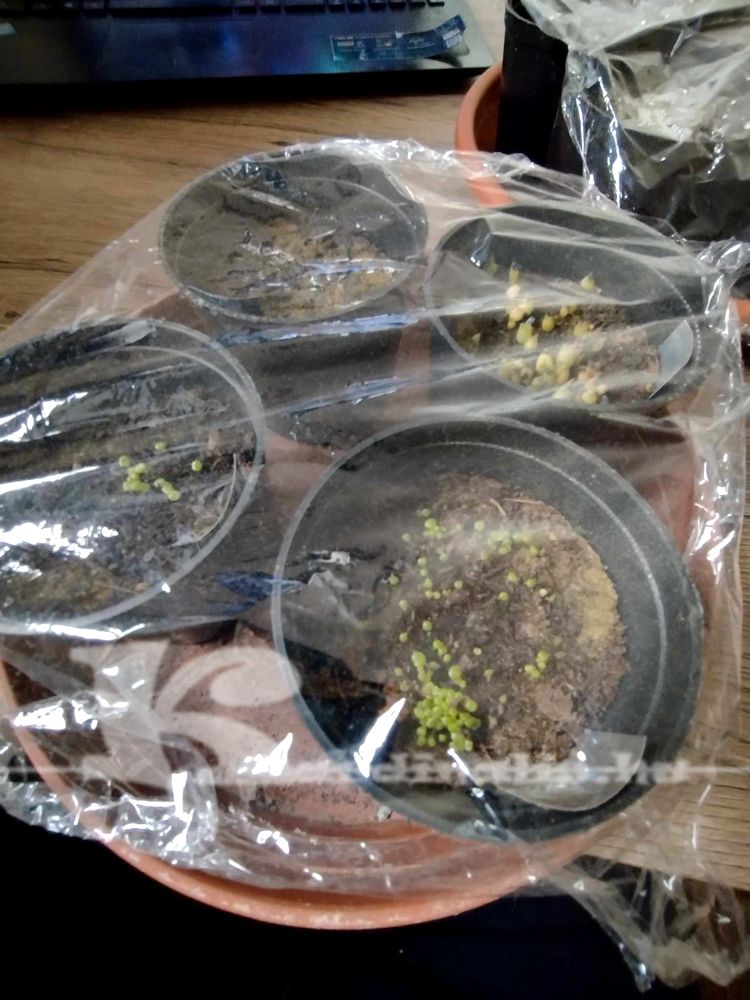 lithops magvetés, kaktusz magvetés