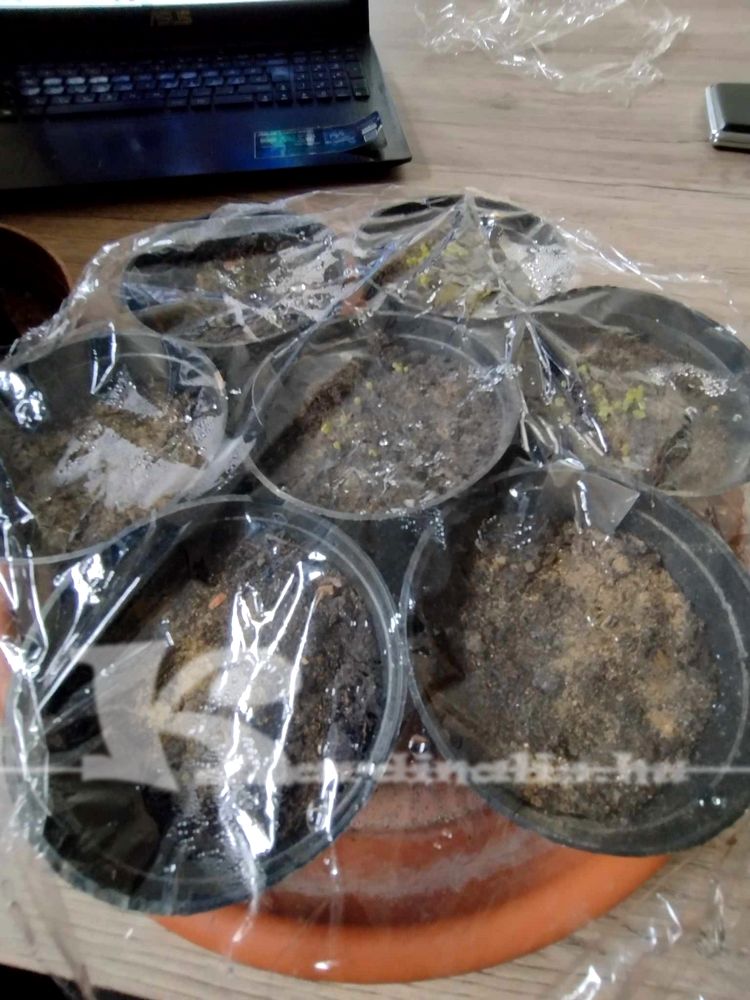 lithops magvetés, kaktusz magvetés