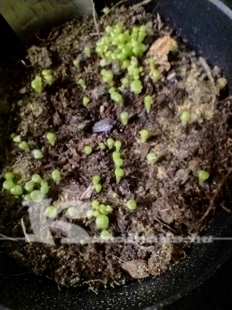 lithops magvetés, kaktusz magvetés
