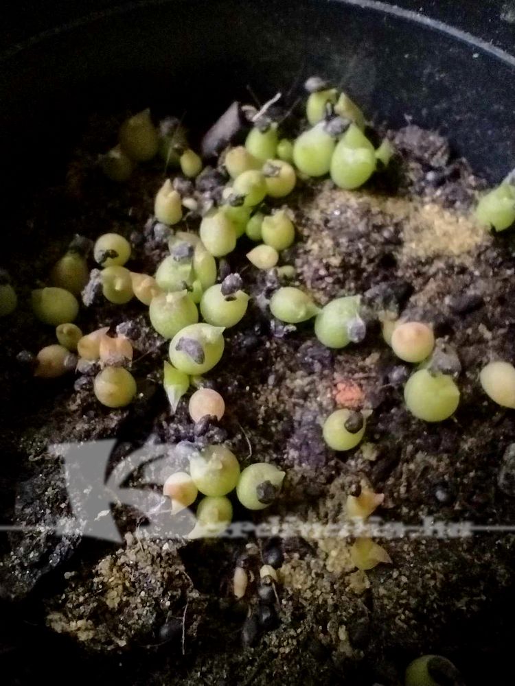 lithops magvetés, kaktusz magvetés