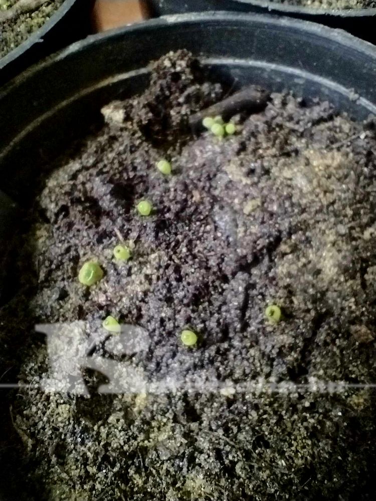 lithops magok, kaktusz magok