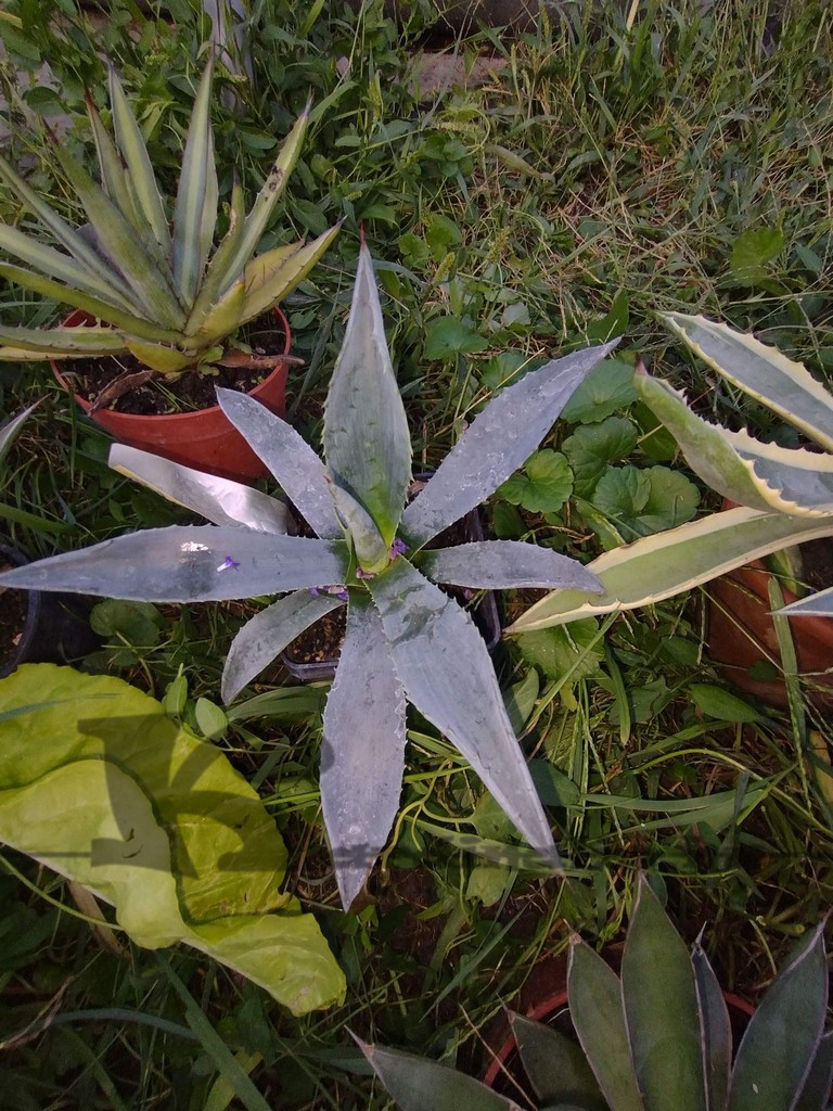 agave americana eladó