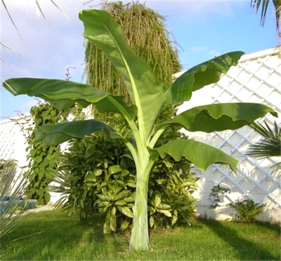 Ensete, snow banana