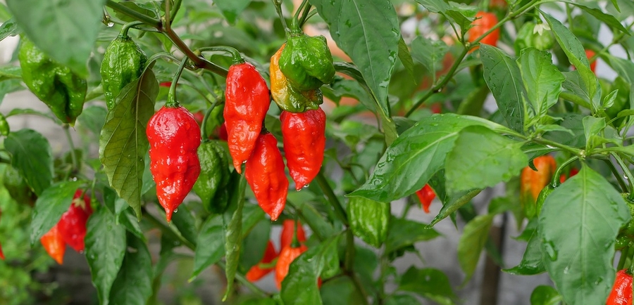 ghost pepper https://www.kardinalis.hu