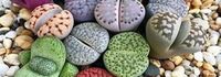 lithops magvetés, kaktusz magvetés