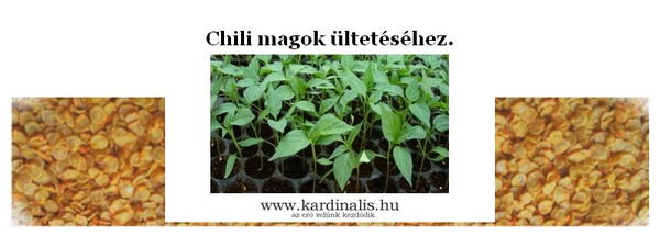 chili magok vetése, segítség