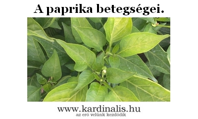 A paprika betegségei