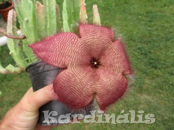 Stapelia dögvirág dögkaktusz grandiflora eladó